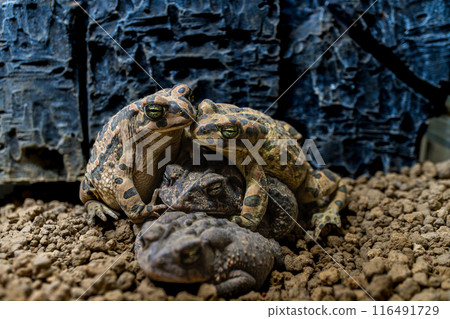 Macro of Southern Toad 116491729