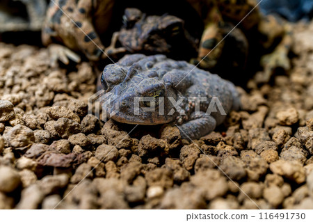Macro of Southern Toad 116491730