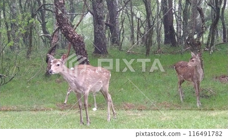 梅花鹿 116491782