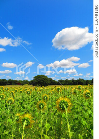 與藍天和向日葵田的夏天風景1 116491860