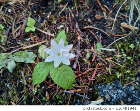 被晨露弄濕的Lysimachia 被晨露弄濕的Lysimachia 116491941