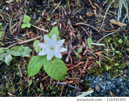 被晨露弄濕的Lysimachia 被晨露弄濕的Lysimachia 116491945