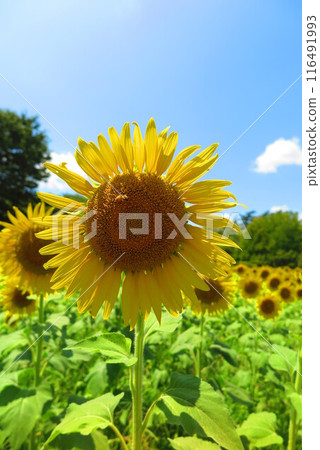 向日葵盛開的風景10 116491993