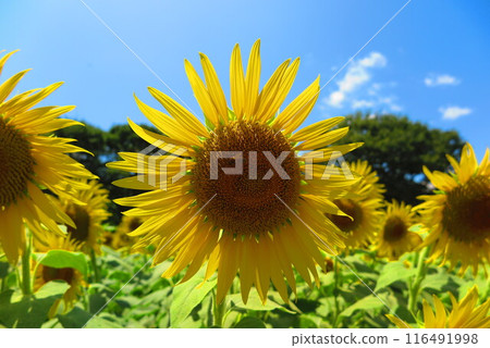 Scenery of sunflowers blooming towards the sun 15 Scenery of sunflowers blooming towards the sun 15 116491998