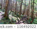 Mt. Ontake Forest May 116492022