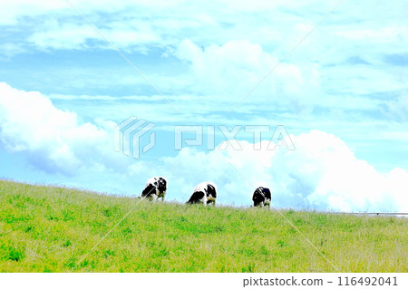 日光霧降高原的小笹農場 116492041