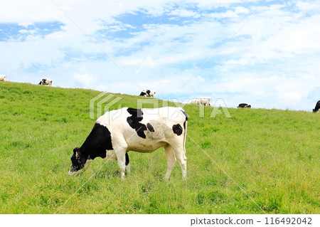 日光霧降高原的小笹農場 日光霧降高原的小笹農場 116492042