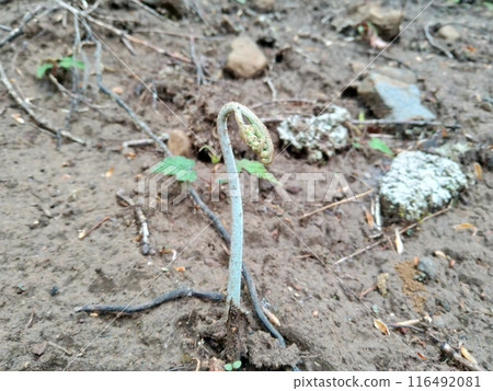Bracken sprouting from the ground 116492081