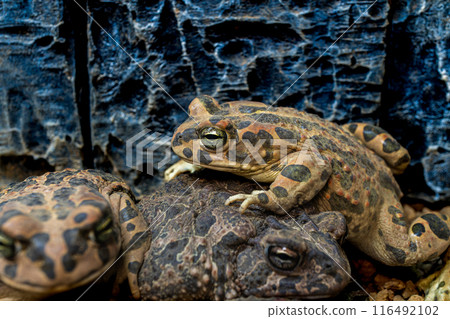 Egyptian green toad and Southern toad 116492102