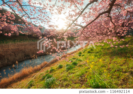Sunshine and full-bloomed Kawazu cherry blossoms Sunshine and full-bloomed Kawazu cherry blossoms 116492114