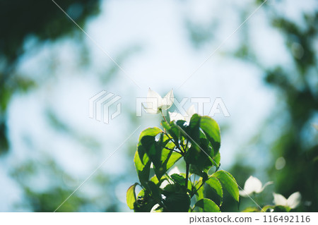 White flowers 116492116