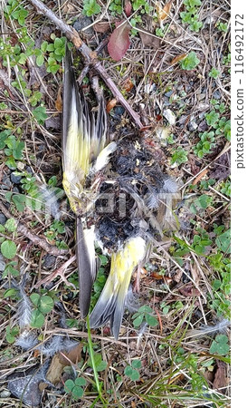 野鳥屍體 野鳥屍體 116492172