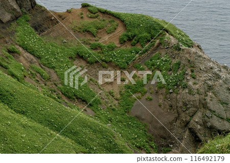 Rebun Island 116492179