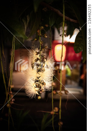 盛開在市中心的薩加里巴納 116492255