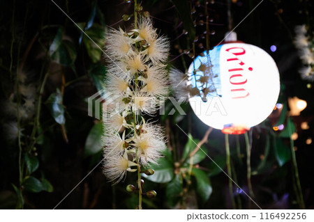 盛開在市中心的薩加里巴納 116492256