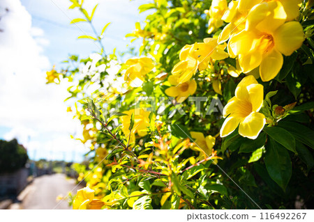 藍天和詠嘆調 116492267