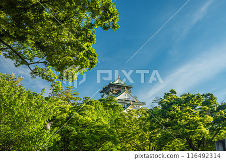 Osaka Castle scenery 116492314