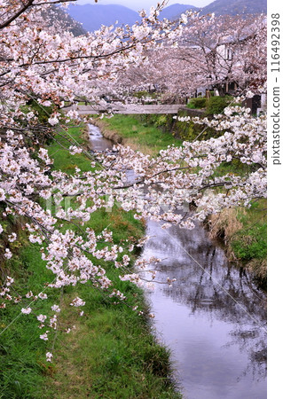 Cherry blossom trees along Ichinosaka River Cherry blossom trees along Ichinosaka River 116492398
