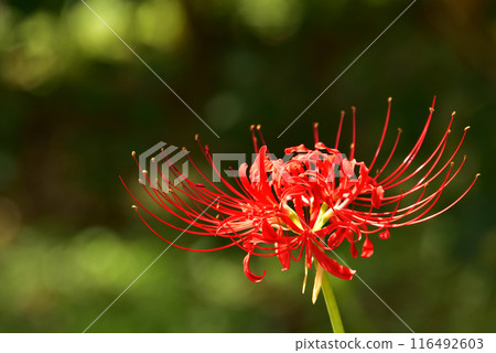 Gorgeous red spider lilies 116492603