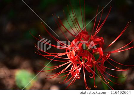 Gorgeous red spider lilies Gorgeous red spider lilies 116492604