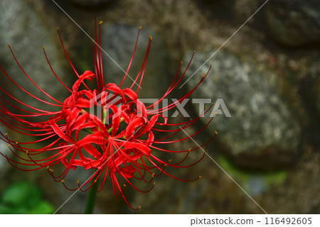 Gorgeous red spider lilies Gorgeous red spider lilies 116492605
