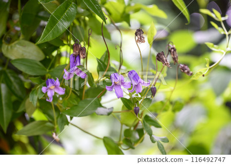 Bell-shaped clematis Summer flowers Flower material Bell-shaped clematis Summer flowers Flower material 116492747