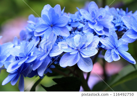 東大寺別院阿彌陀寺的繡球花 東大寺別院阿彌陀寺的繡球花 116492750