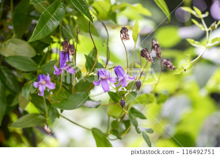 鐘形鐵線蓮夏花花卉素材 鐘形鐵線蓮夏花花卉素材 116492751