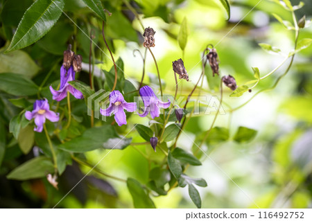 鐘形鐵線蓮夏花花卉素材 116492752