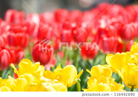 [Osaka Prefecture] Colorful tulips blooming vibrantly in April 116492890