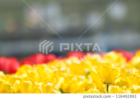 [Osaka Prefecture] Colorful tulips blooming vibrantly in April 116492891