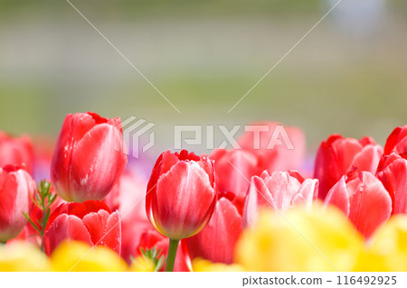 [Osaka Prefecture] Colorful tulips blooming vibrantly in April 116492925