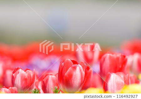 [Osaka Prefecture] Colorful tulips blooming vibrantly in April 116492927