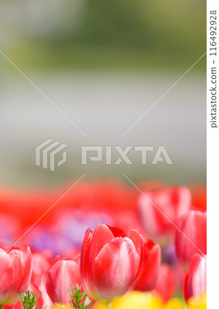 [Osaka Prefecture] Colorful tulips blooming vibrantly in April 116492928