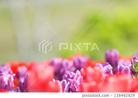 [Osaka Prefecture] Colorful tulips blooming vibrantly in April 116492929