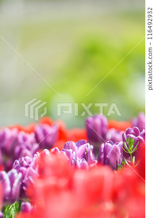 [Osaka Prefecture] Colorful tulips blooming vibrantly in April 116492932