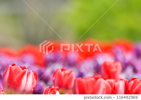 [Osaka Prefecture] Colorful tulips blooming vibrantly in April 116492969