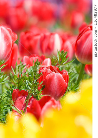 [大阪府]四月盛開的色彩繽紛的鬱金香 116492977