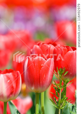 [Osaka Prefecture] Colorful tulips blooming vibrantly in April 116492979