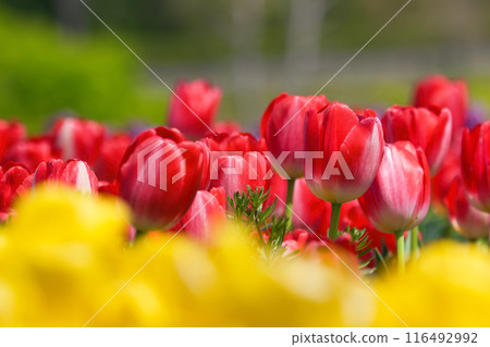 [Osaka Prefecture] Colorful tulips blooming vibrantly in April 116492992