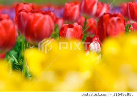 [Osaka Prefecture] Colorful tulips blooming vibrantly in April 116492993