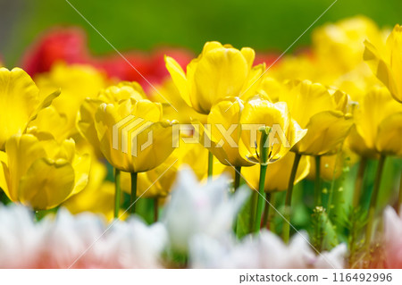 [Osaka Prefecture] Colorful tulips blooming vibrantly in April 116492996