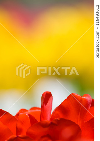 [Osaka Prefecture] Colorful tulips blooming vibrantly in April 116493012