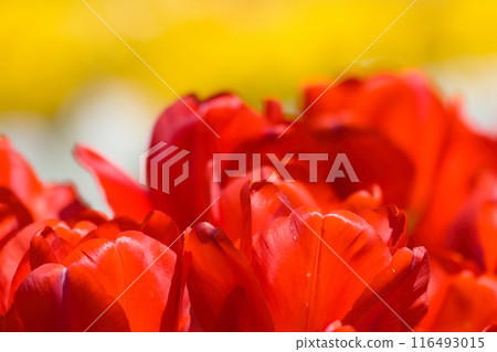 [大阪府]四月盛開的色彩繽紛的鬱金香 116493015