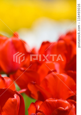 [Osaka Prefecture] Colorful tulips blooming vibrantly in April 116493016