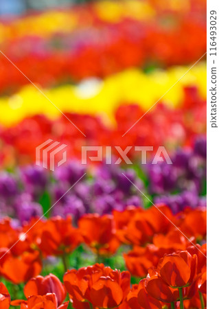 [大阪府]四月盛開的色彩繽紛的鬱金香 116493029
