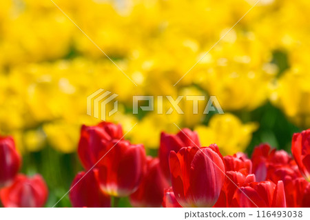 [大阪府]四月盛開的色彩繽紛的鬱金香 116493038