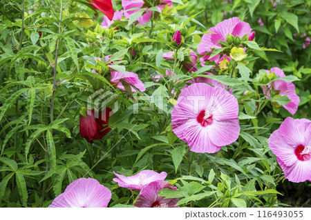 titanbicus flower summer flower image titanbicus flower summer flower image 116493055