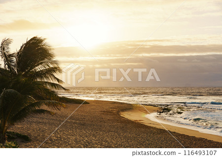 Palm tree stands tall by the ocean under a sky with clouds 116493107