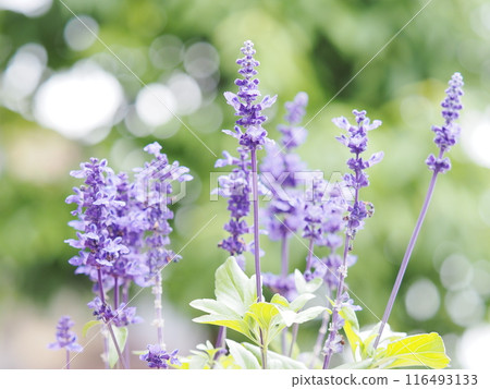 藍色丹參在陽光下閃閃發光 116493133